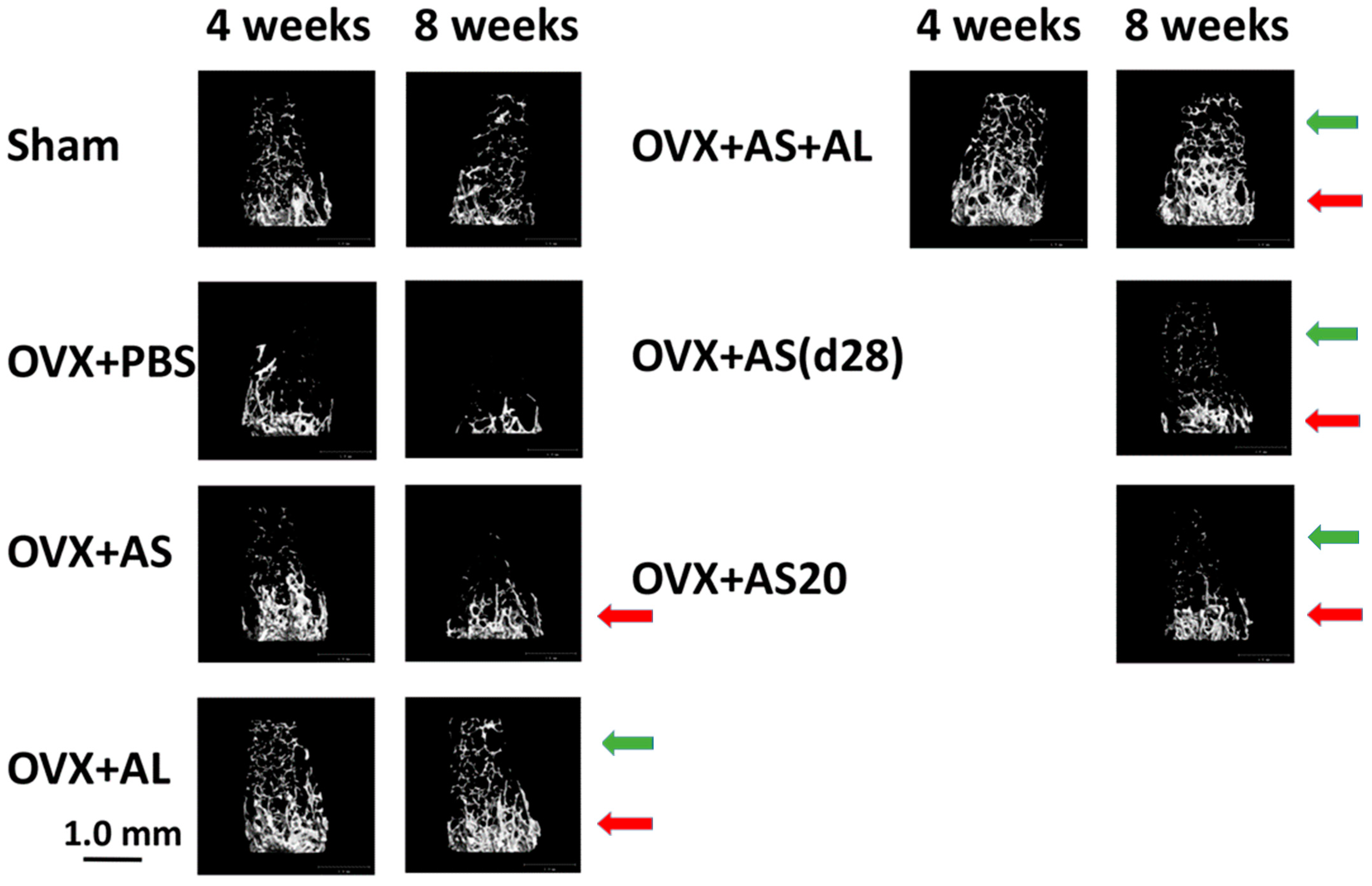 µCT images illustrating the effect of ASSNAC on bone in ovariectomized mice