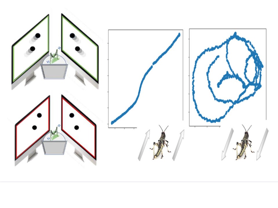 Figure illustrating intermittent pause-and-go locomotion in locusts